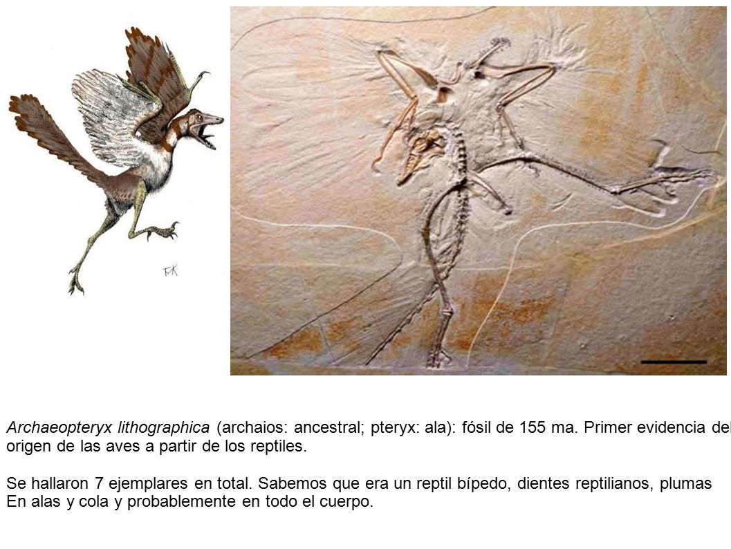 Archaeopteryx lithographica (archaios: ancestral; pteryx: ala): fósil de 155 ma. Primer evidencia del