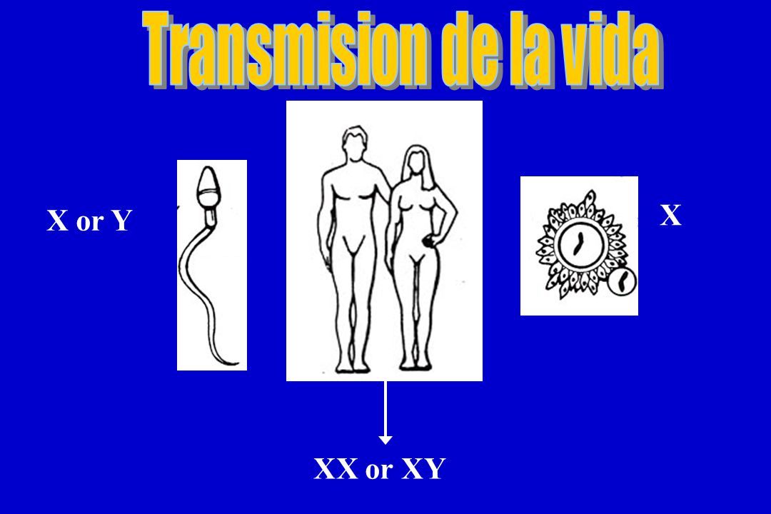 Transmision de la vida X X or Y XX or XY