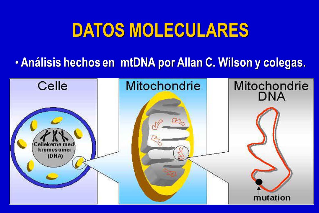 DATOS MOLECULARES Análisis hechos en mtDNA por Allan C. Wilson y colegas.