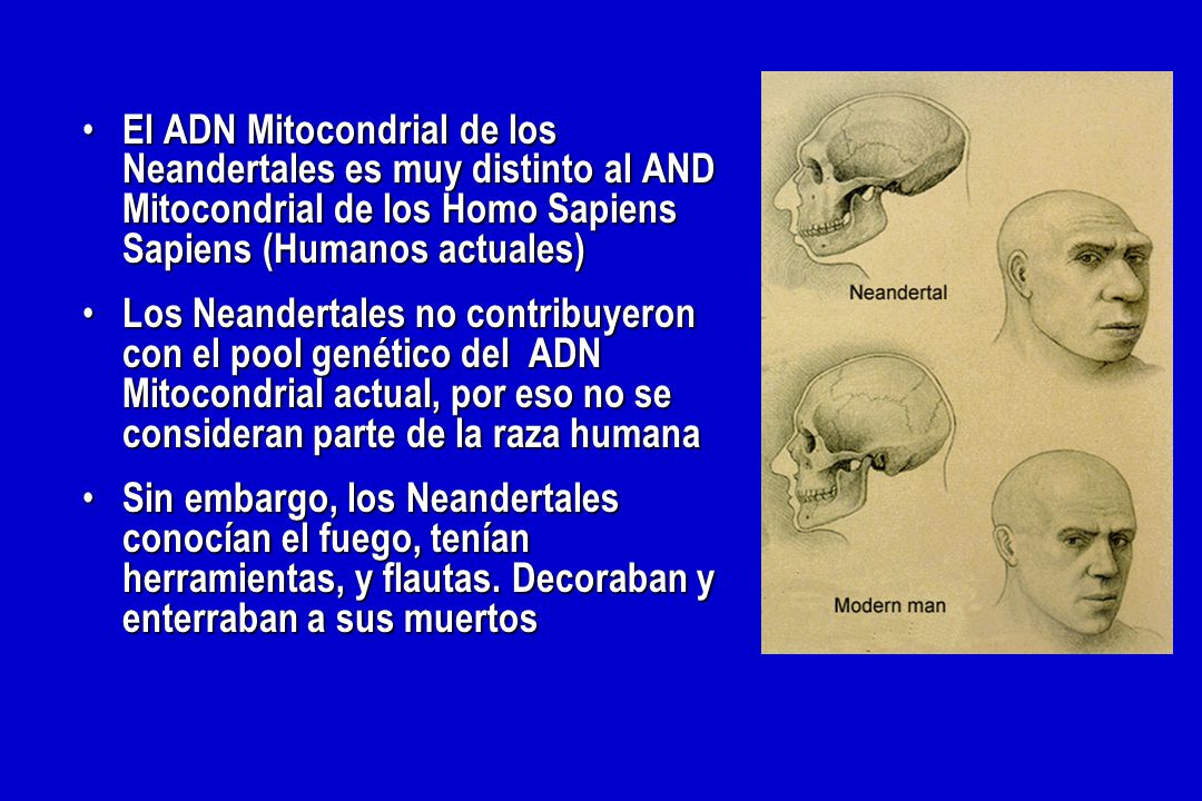 El ADN Mitocondrial de los Neandertales es muy distinto al AND Mitocondrial de los Homo Sapiens Sapiens (Humanos actuales)
