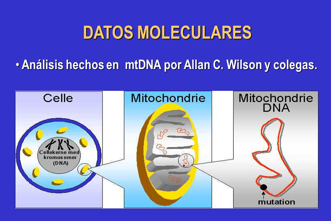 DATOS MOLECULARES Análisis hechos en mtDNA por Allan C. Wilson y colegas.