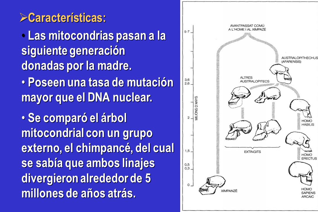 Características: Las mitocondrias pasan a la siguiente generación donadas por la madre. Poseen una tasa de mutación mayor que el DNA nuclear.