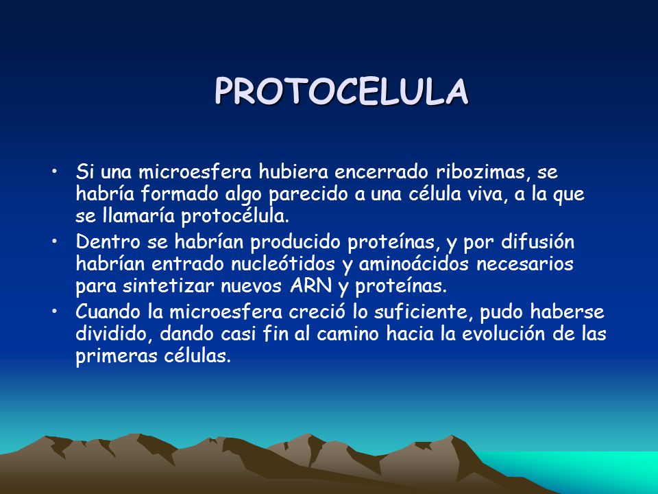 PROTOCELULA Si una microesfera hubiera encerrado ribozimas, se habría formado algo parecido a una célula viva, a la que se llamaría protocélula.