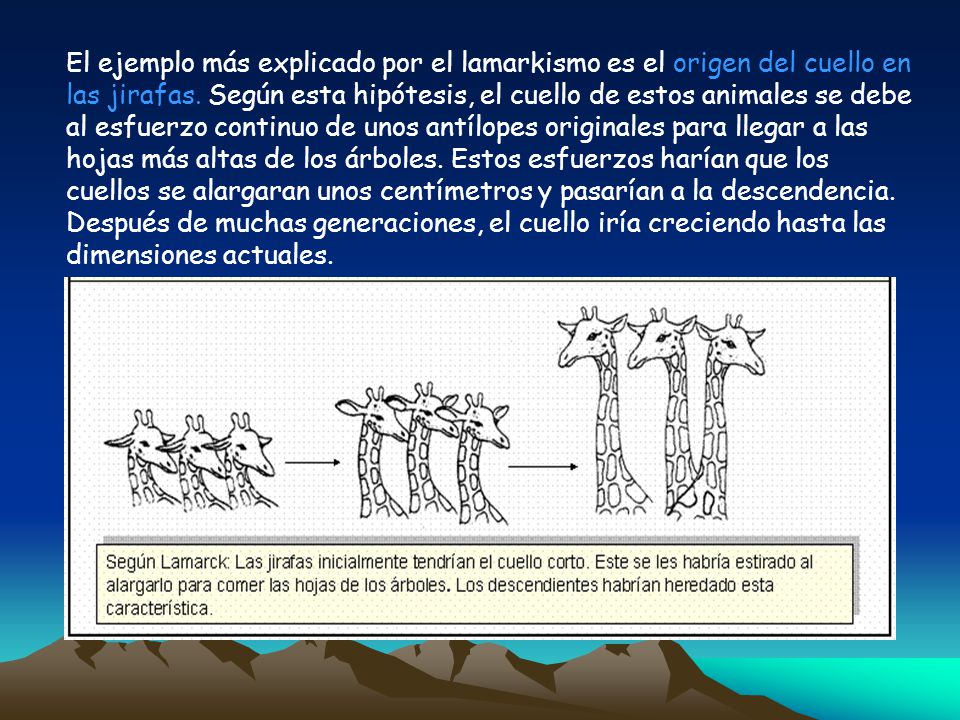 El ejemplo más explicado por el lamarkismo es el origen del cuello en las jirafas.