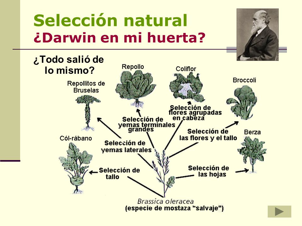 Selección natural ¿Darwin en mi huerta