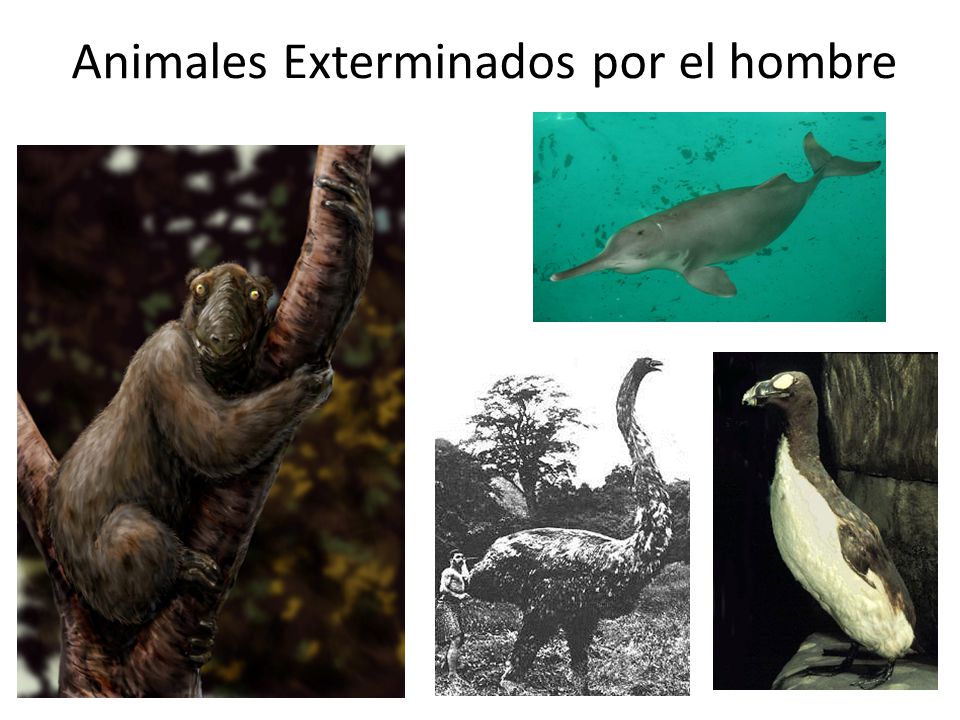 Animales Exterminados por el hombre