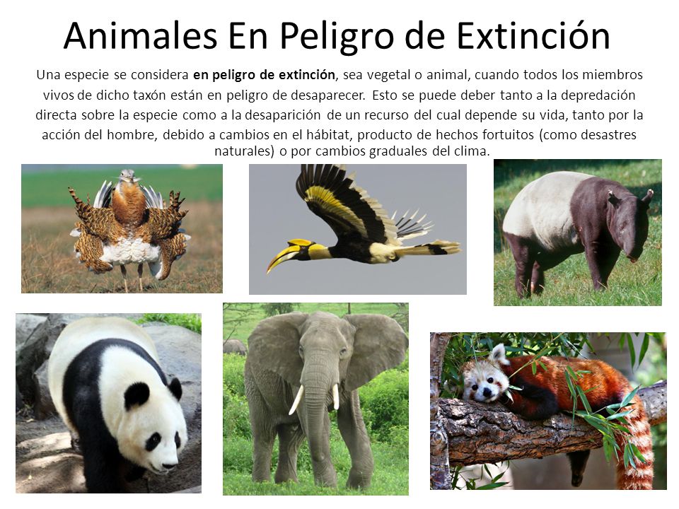 Animales En Peligro de Extinción