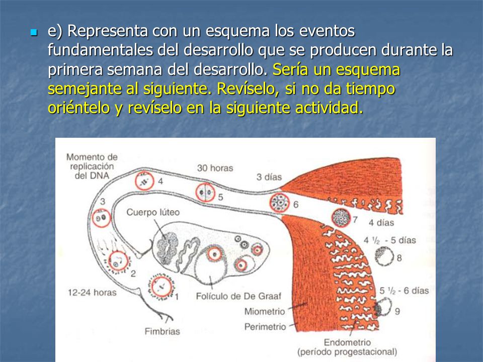 e) Representa con un esquema los eventos fundamentales del desarrollo que se producen durante la primera semana del desarrollo.