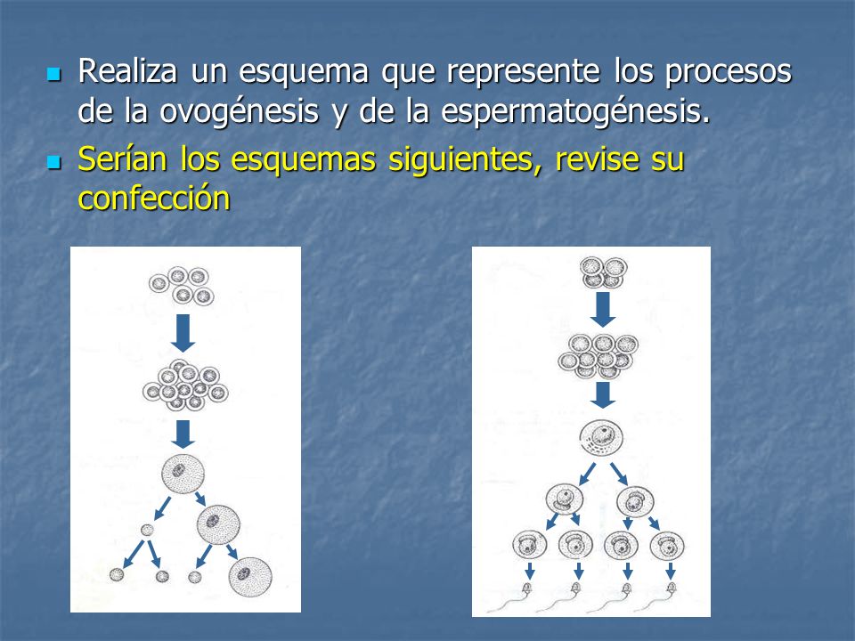Realiza un esquema que represente los procesos de la ovogénesis y de la espermatogénesis.