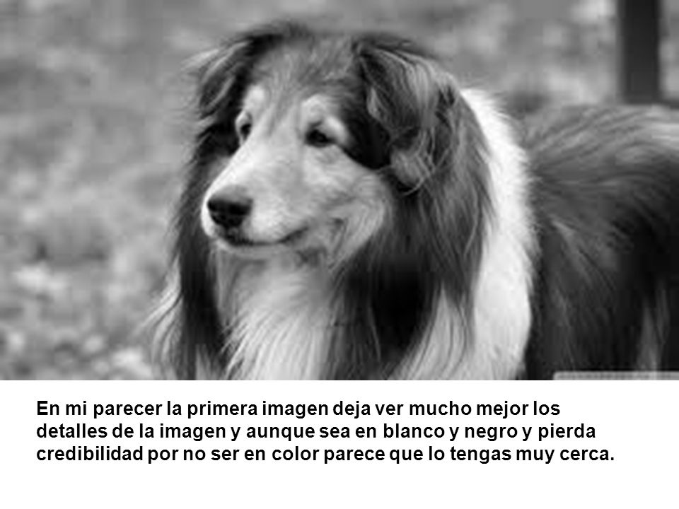 En mi parecer la primera imagen deja ver mucho mejor los detalles de la imagen y aunque sea en blanco y negro y pierda credibilidad por no ser en color parece que lo tengas muy cerca.