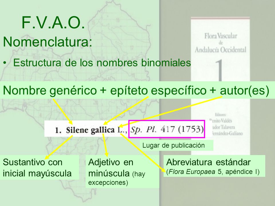 F.V.A.O. Nomenclatura: Estructura de los nombres binomiales. Nombre genérico + epíteto específico + autor(es)