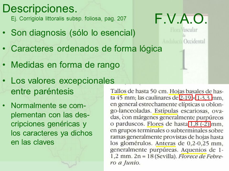 Descripciones. Ej. Corrigiola littoralis subsp. foliosa, pag. 207