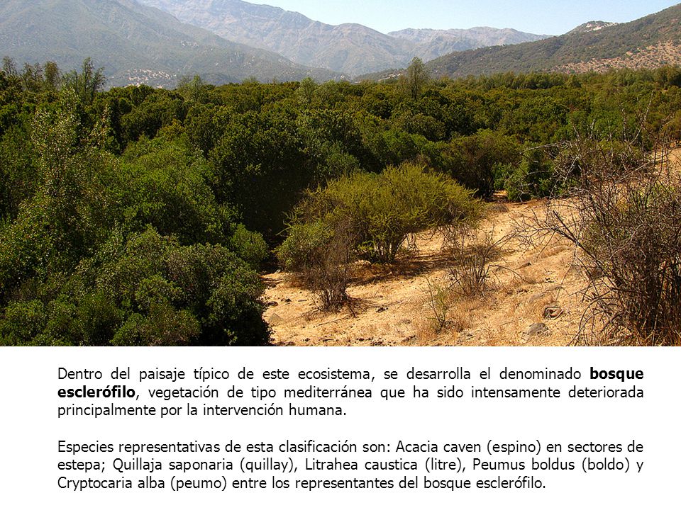 Dentro del paisaje típico de este ecosistema, se desarrolla el denominado bosque esclerófilo, vegetación de tipo mediterránea que ha sido intensamente deteriorada principalmente por la intervención humana.