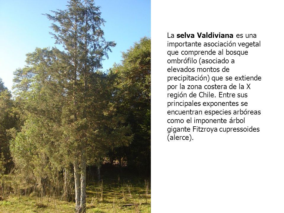 La selva Valdiviana es una importante asociación vegetal que comprende al bosque ombrófilo (asociado a elevados montos de precipitación) que se extiende por la zona costera de la X región de Chile.