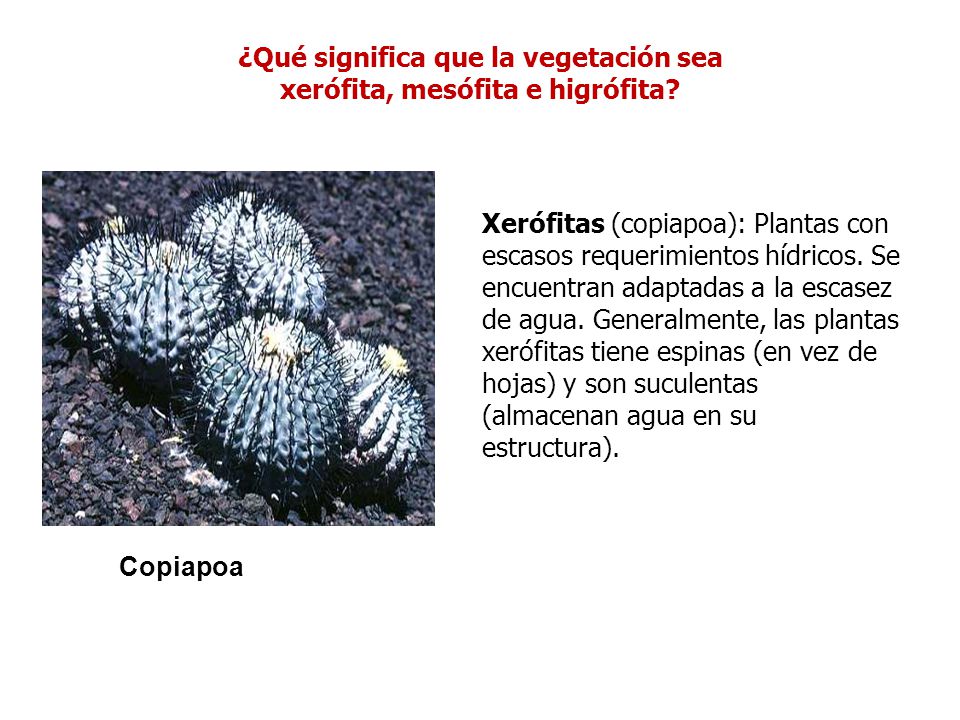 ¿Qué significa que la vegetación sea xerófita, mesófita e higrófita