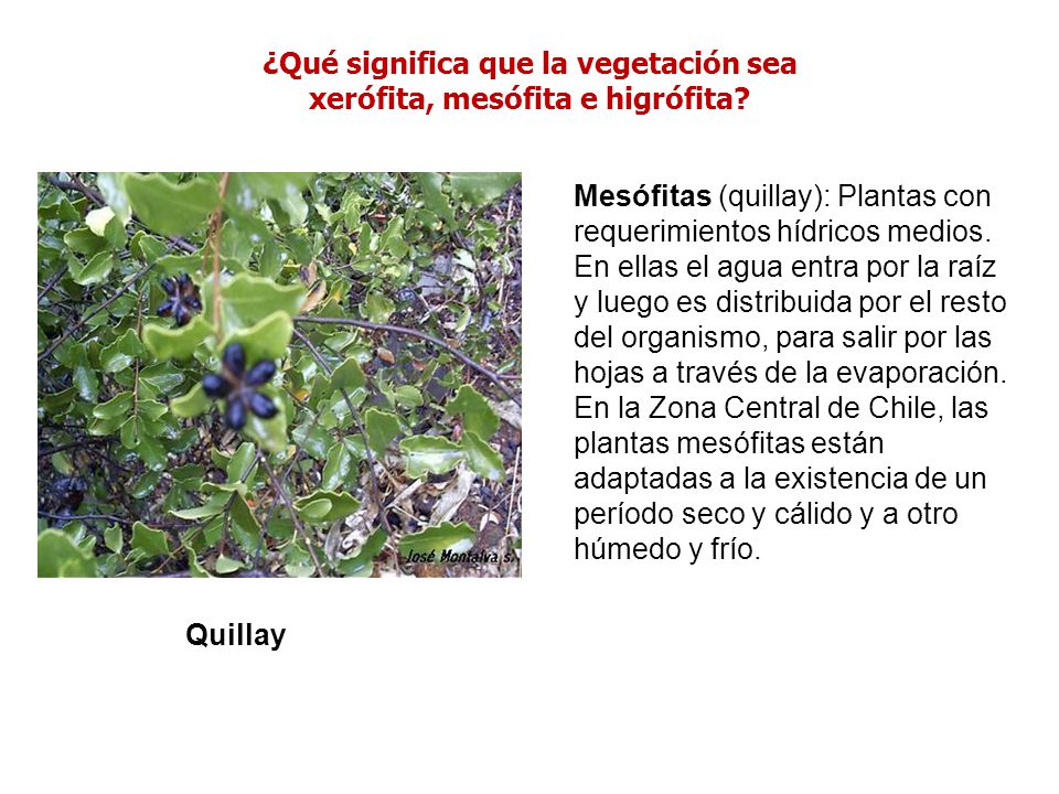 ¿Qué significa que la vegetación sea xerófita, mesófita e higrófita