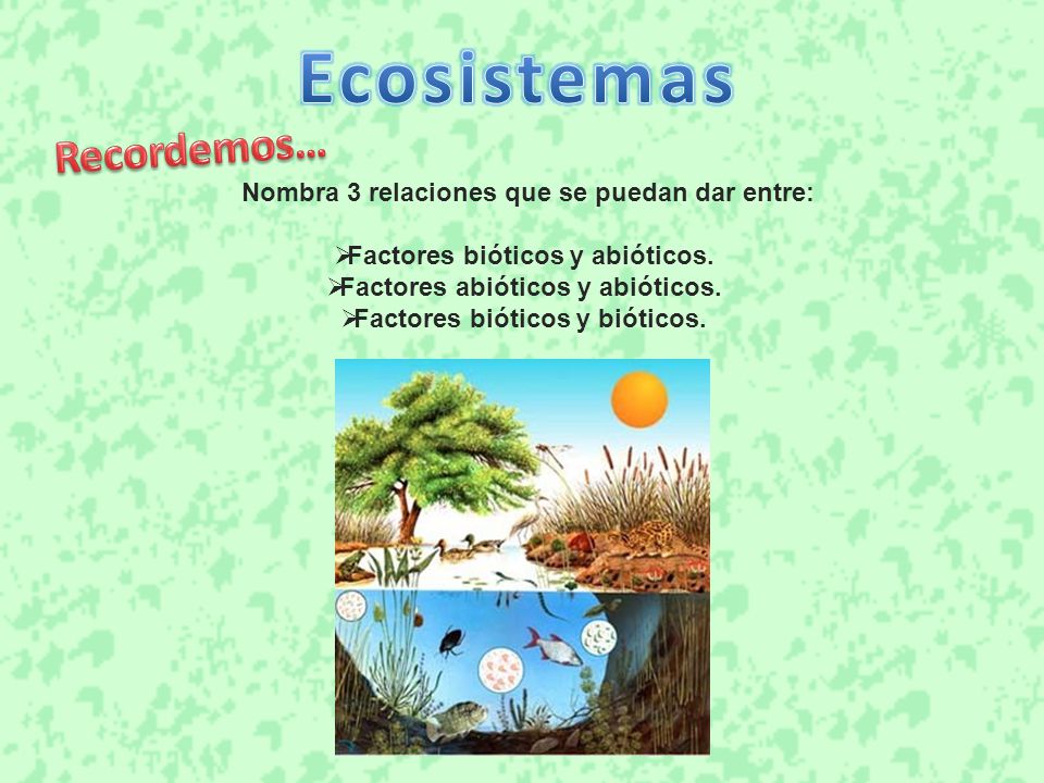 Ecosistemas Recordemos… Nombra 3 relaciones que se puedan dar entre: