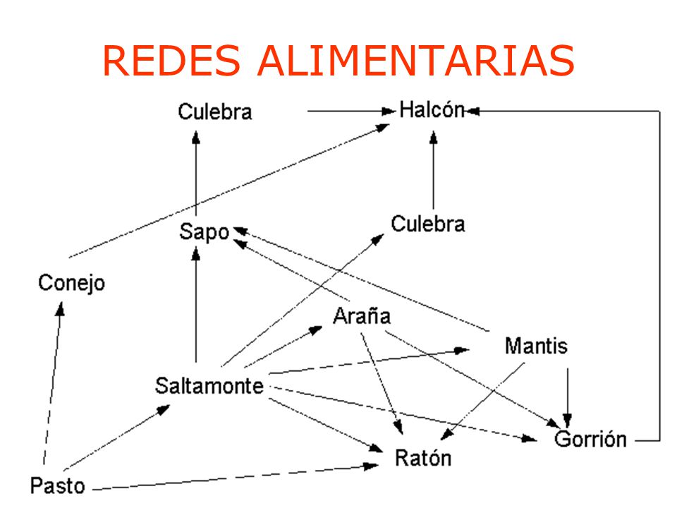 REDES ALIMENTARIAS