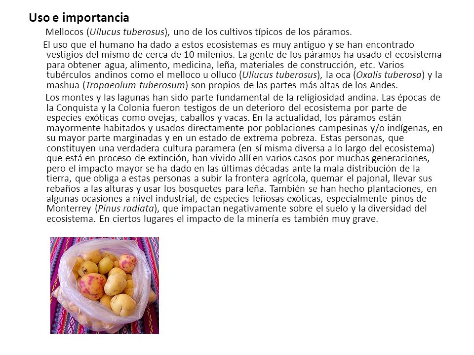 Uso e importancia Mellocos (Ullucus tuberosus), uno de los cultivos típicos de los páramos.