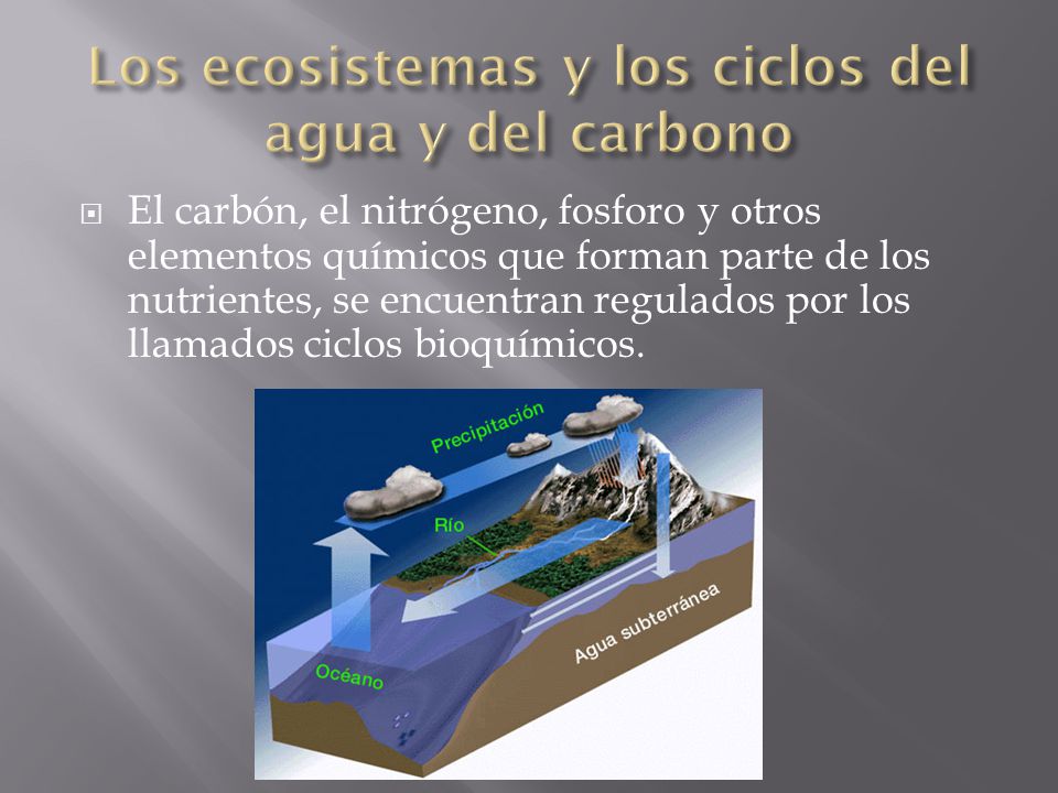 Los ecosistemas y los ciclos del agua y del carbono