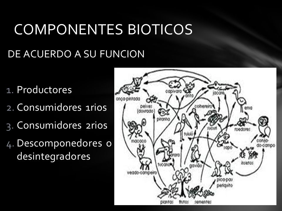 COMPONENTES BIOTICOS Productores Consumidores 1rios Consumidores 2rios