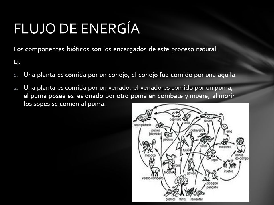 FLUJO DE ENERGÍA Los componentes bióticos son los encargados de este proceso natural. Ej.