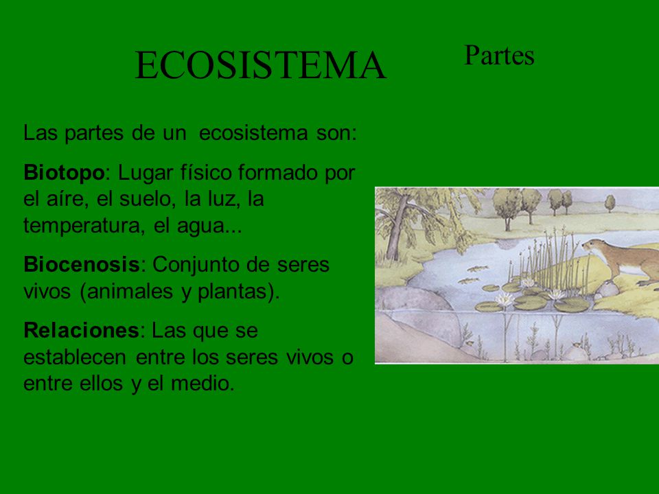 ECOSISTEMA Partes Las partes de un ecosistema son: