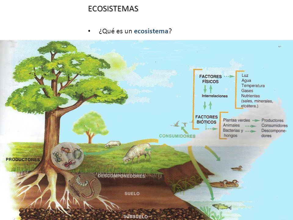 ECOSISTEMAS ¿Qué es un ecosistema