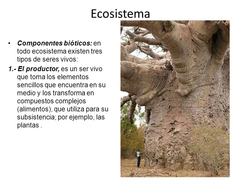 Ecosistema Componentes bióticos: en todo ecosistema existen tres tipos de seres vivos: