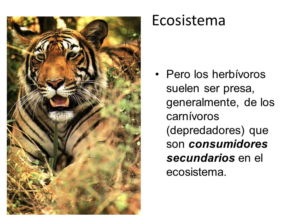 Ecosistema Pero los herbívoros suelen ser presa, generalmente, de los carnívoros (depredadores) que son consumidores secundarios en el ecosistema.