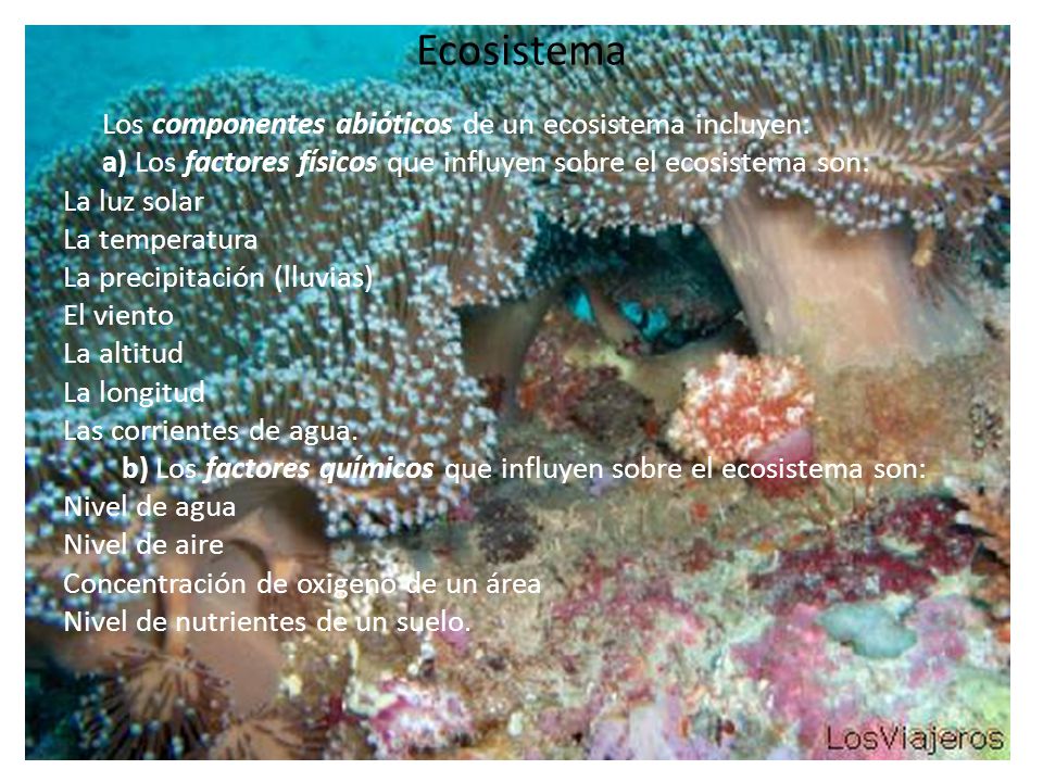Ecosistema Los componentes abióticos de un ecosistema incluyen: