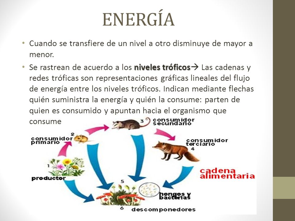 ENERGÍA Cuando se transfiere de un nivel a otro disminuye de mayor a menor.