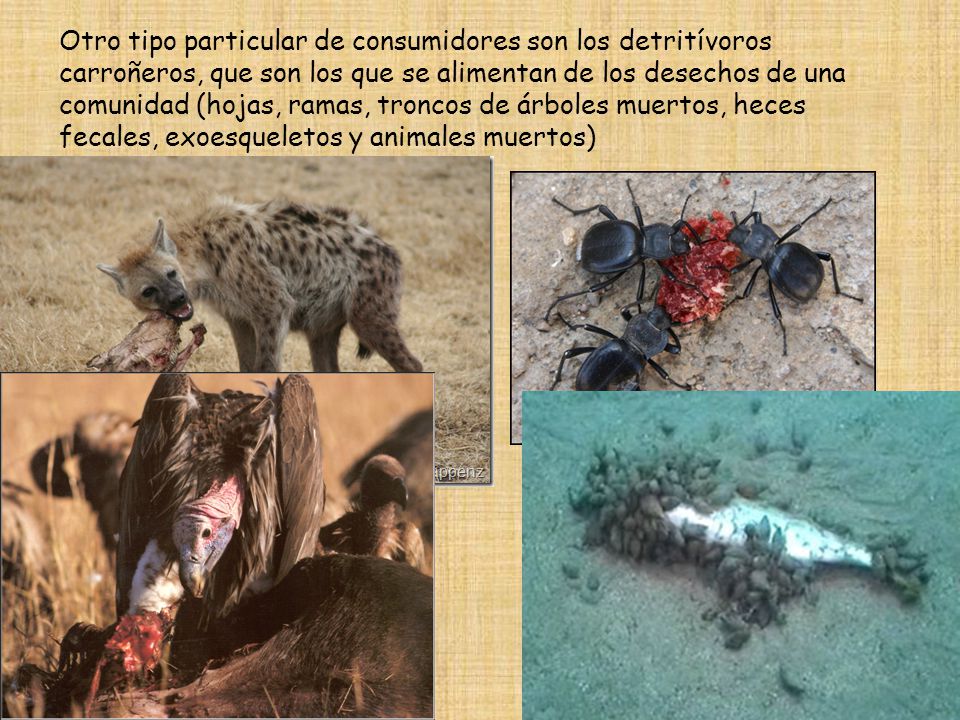 Otro tipo particular de consumidores son los detritívoros carroñeros, que son los que se alimentan de los desechos de una comunidad (hojas, ramas, troncos de árboles muertos, heces fecales, exoesqueletos y animales muertos)