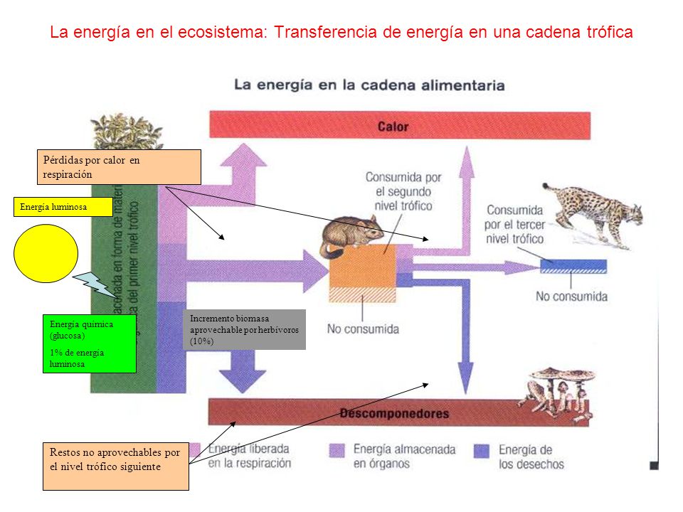 La energía en el ecosistema: Transferencia de energía en una cadena trófica