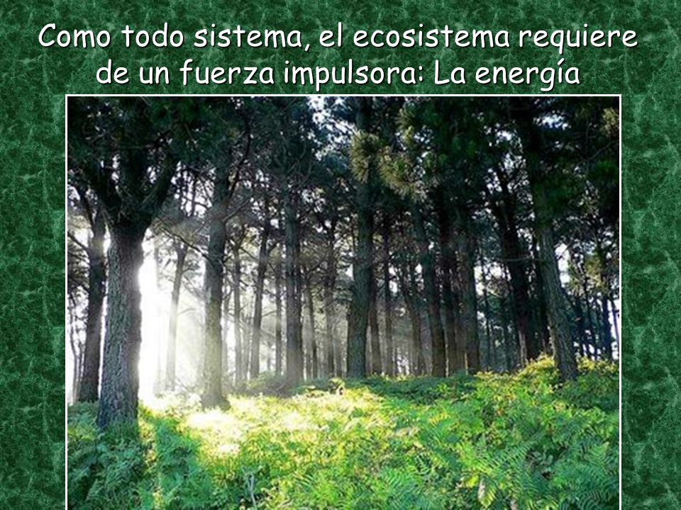 Como todo sistema, el ecosistema requiere de un fuerza impulsora: La energía