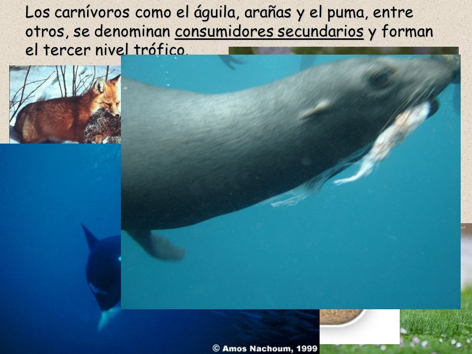 Los carnívoros como el águila, arañas y el puma, entre otros, se denominan consumidores secundarios y forman el tercer nivel trófico.
