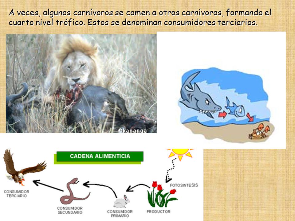 A veces, algunos carnívoros se comen a otros carnívoros, formando el cuarto nivel trófico.