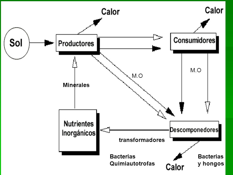 M.O M.O Minerales transformadores Bacterias Quimiautotrofas Bacterias y hongos
