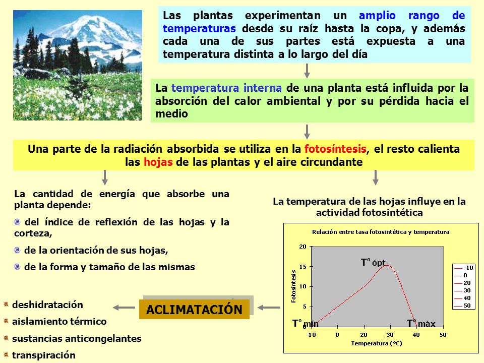 La temperatura de las hojas influye en la actividad fotosintética