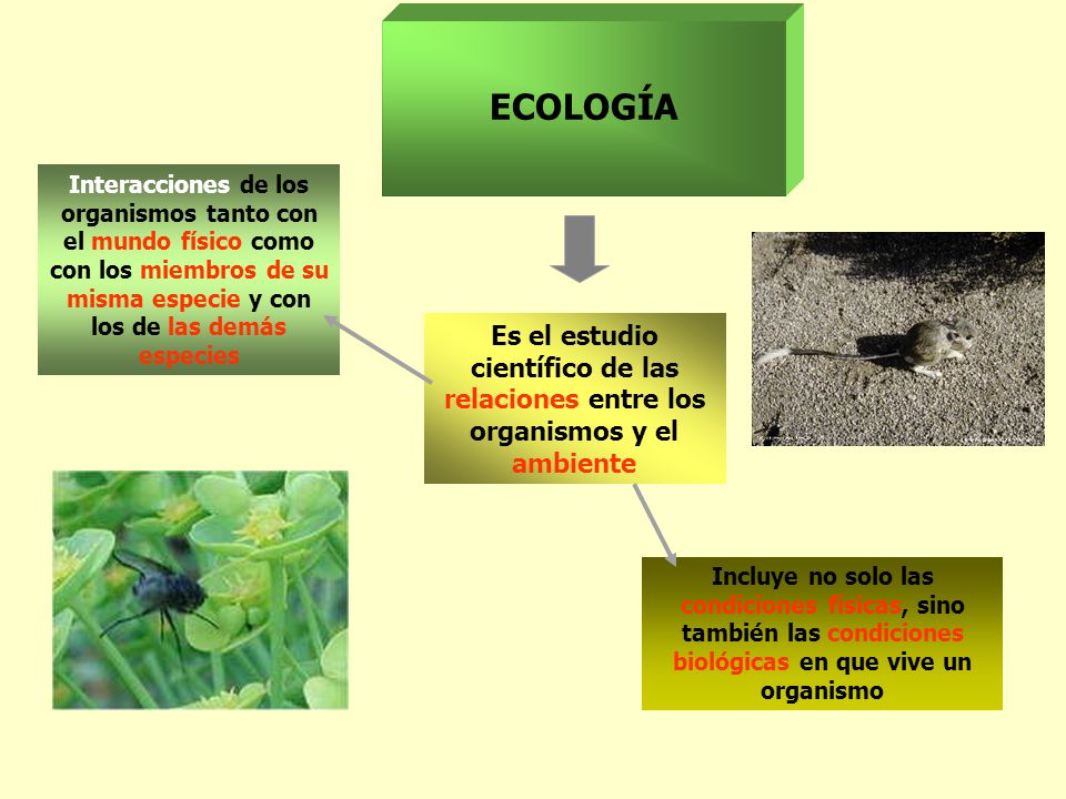 ECOLOGÍA Interacciones de los organismos tanto con el mundo físico como con los miembros de su misma especie y con los de las demás especies.