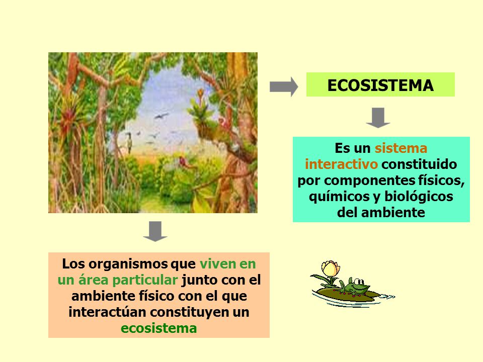 ECOSISTEMA Es un sistema interactivo constituido por componentes físicos, químicos y biológicos del ambiente.