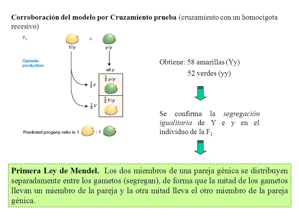 Corroboración del modelo por Cruzamiento prueba (cruzamiento con un homocigota recesivo)