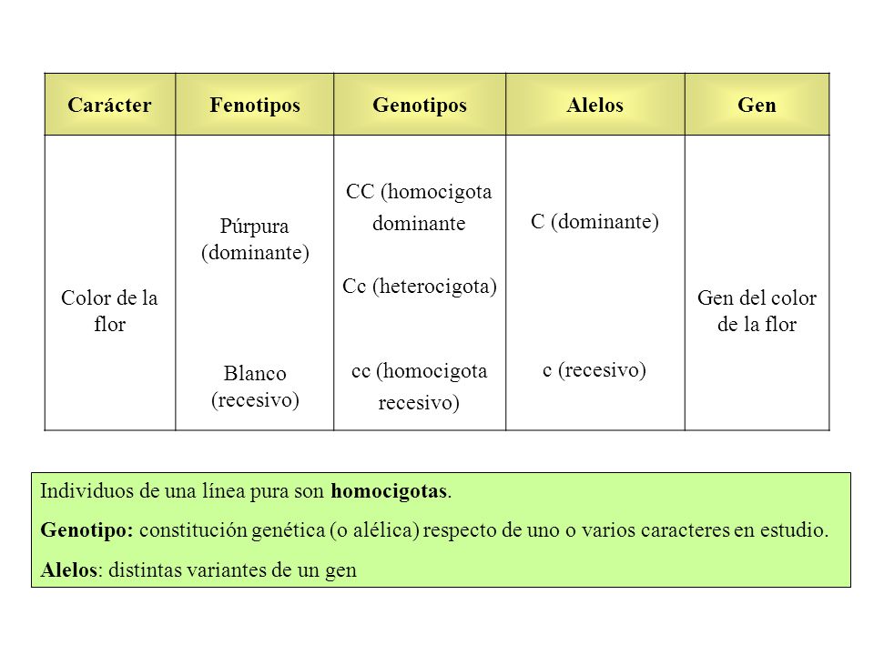 Carácter Fenotipos. Genotipos. Alelos. Gen. Púrpura (dominante) CC (homocigota. dominante. Cc (heterocigota)