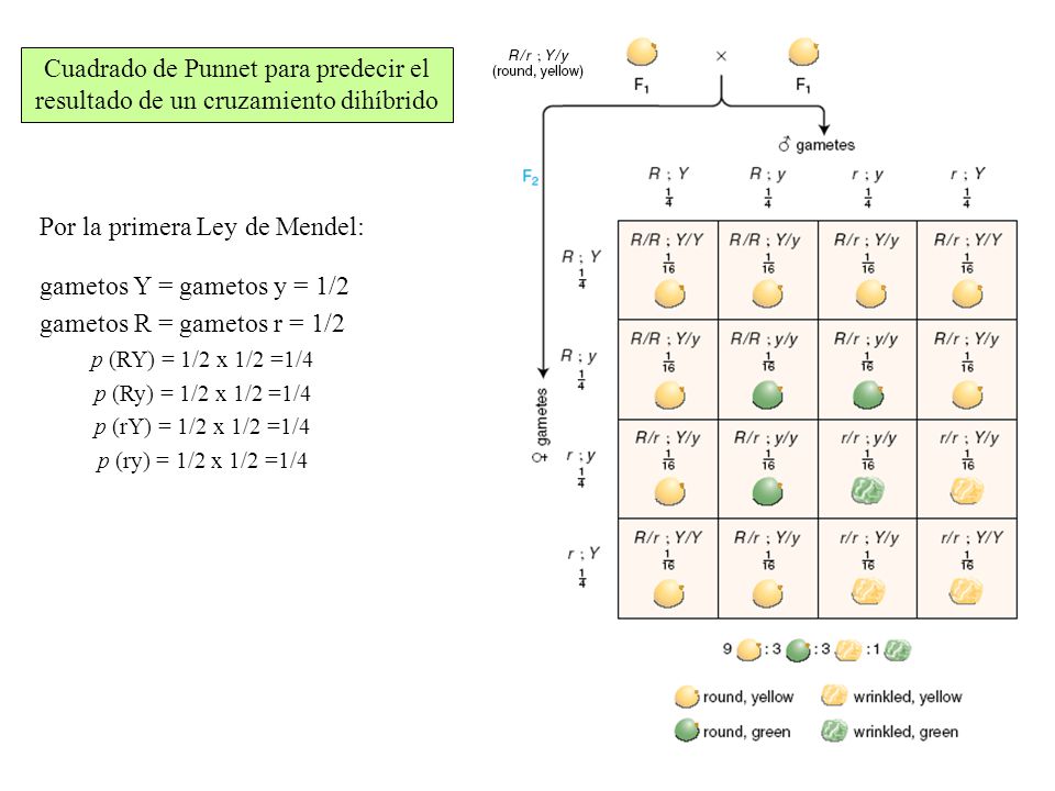 Por la primera Ley de Mendel: gametos Y = gametos y = 1/2