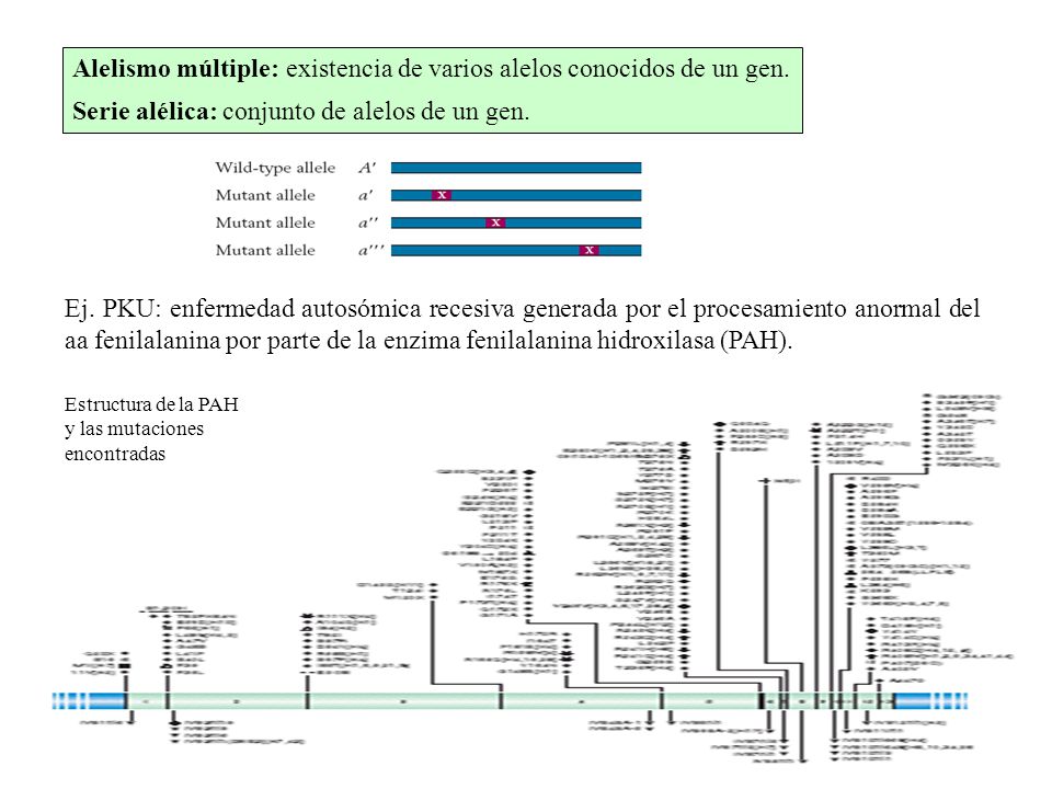 Alelismo múltiple: existencia de varios alelos conocidos de un gen.