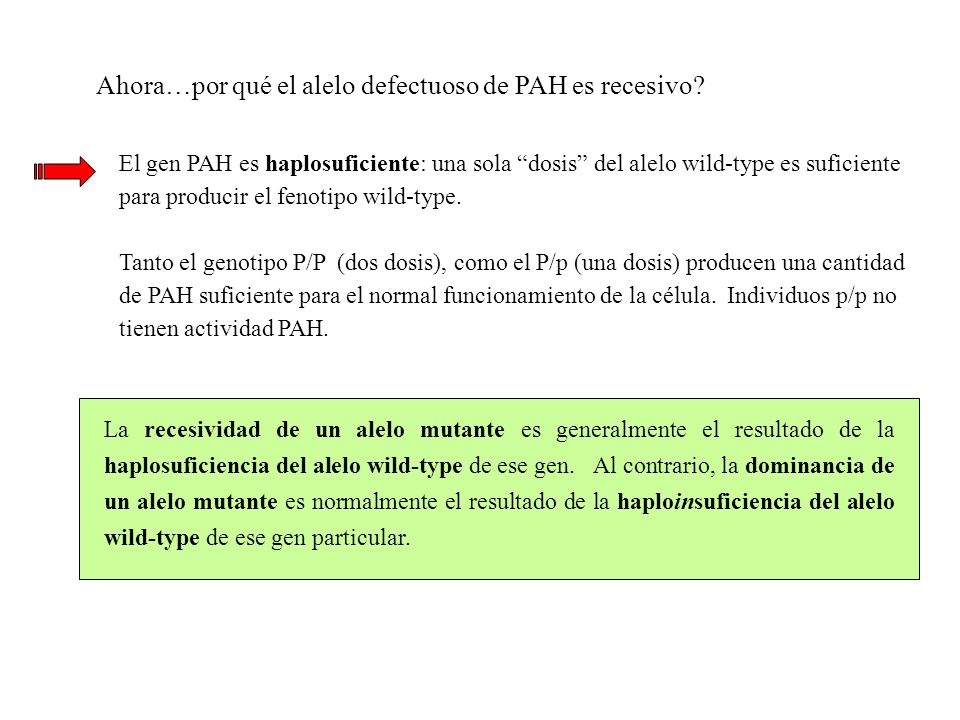 Ahora…por qué el alelo defectuoso de PAH es recesivo
