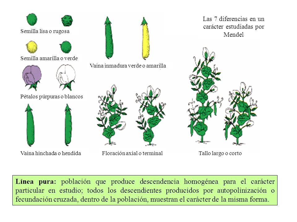 Las 7 diferencias en un carácter estudiadas por Mendel
