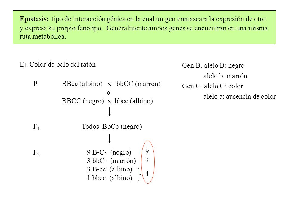 Epístasis: tipo de interacción génica en la cual un gen enmascara la expresión de otro y expresa su propio fenotipo. Generalmente ambos genes se encuentran en una misma ruta metabólica.