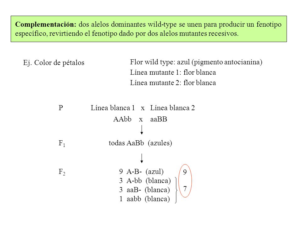 Complementación: dos alelos dominantes wild-type se unen para producir un fenotipo específico, revirtiendo el fenotipo dado por dos alelos mutantes recesivos.
