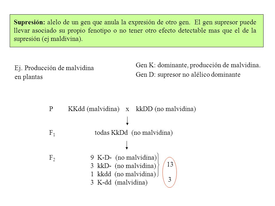 Supresión: alelo de un gen que anula la expresión de otro gen